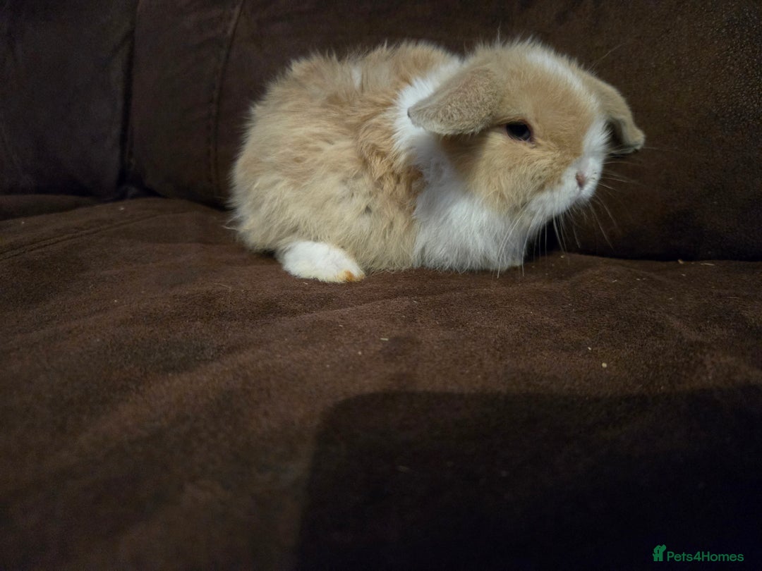 Mini Lop rabbits for sale: Beautiful mini lops  - Image 7