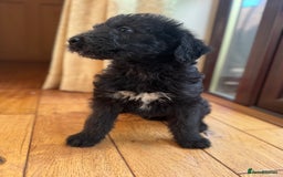 Mixed Breed dogs for sale: Ready now - F1 Irish Wolfadoodle - Advert 7