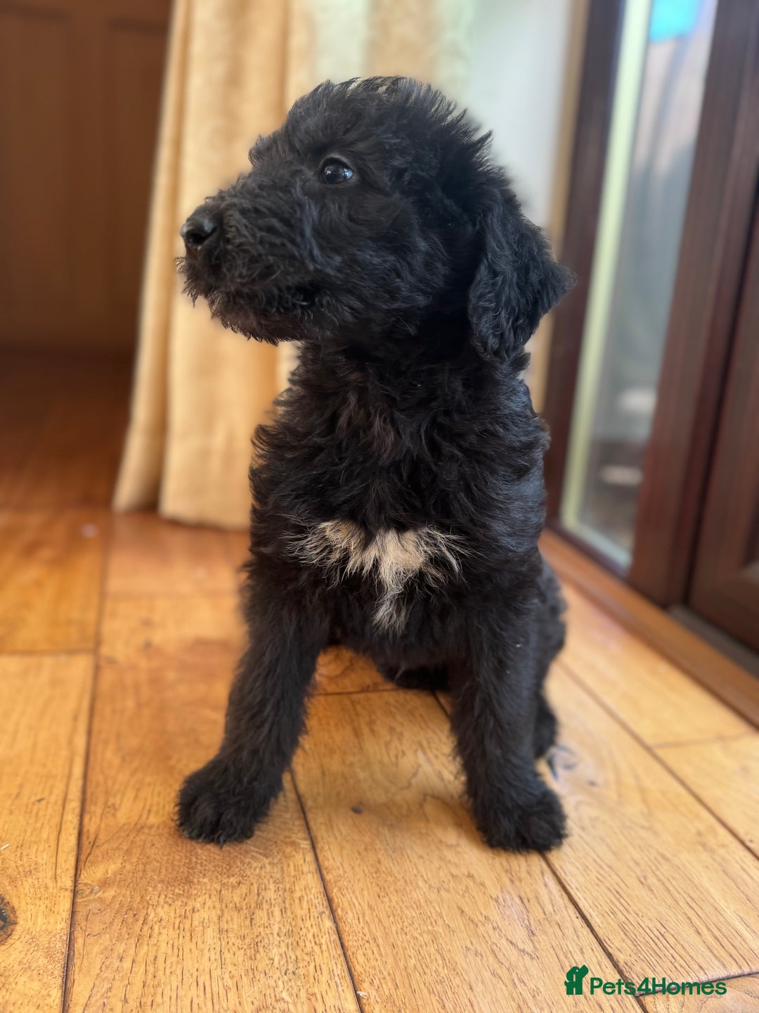 Mixed Breed dogs for sale: Ready now - F1 Irish Wolfadoodle - Advert 7