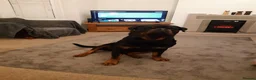 Rottweiler dogs for stud: Rottweiler dog for stud  - Advert 5