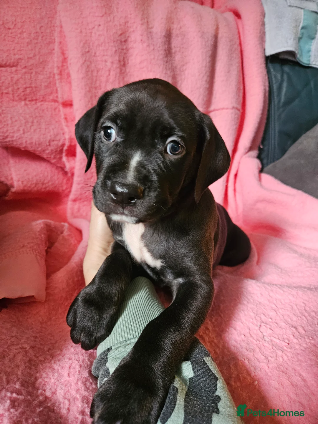 Mixed Breed dogs for sale: KC registered Rottweiler across  - Advert 6