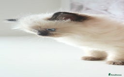 Ragdoll cats for sale: INDOOR FULL PEDIGREE RAGDOLL KITTENS - Image 9