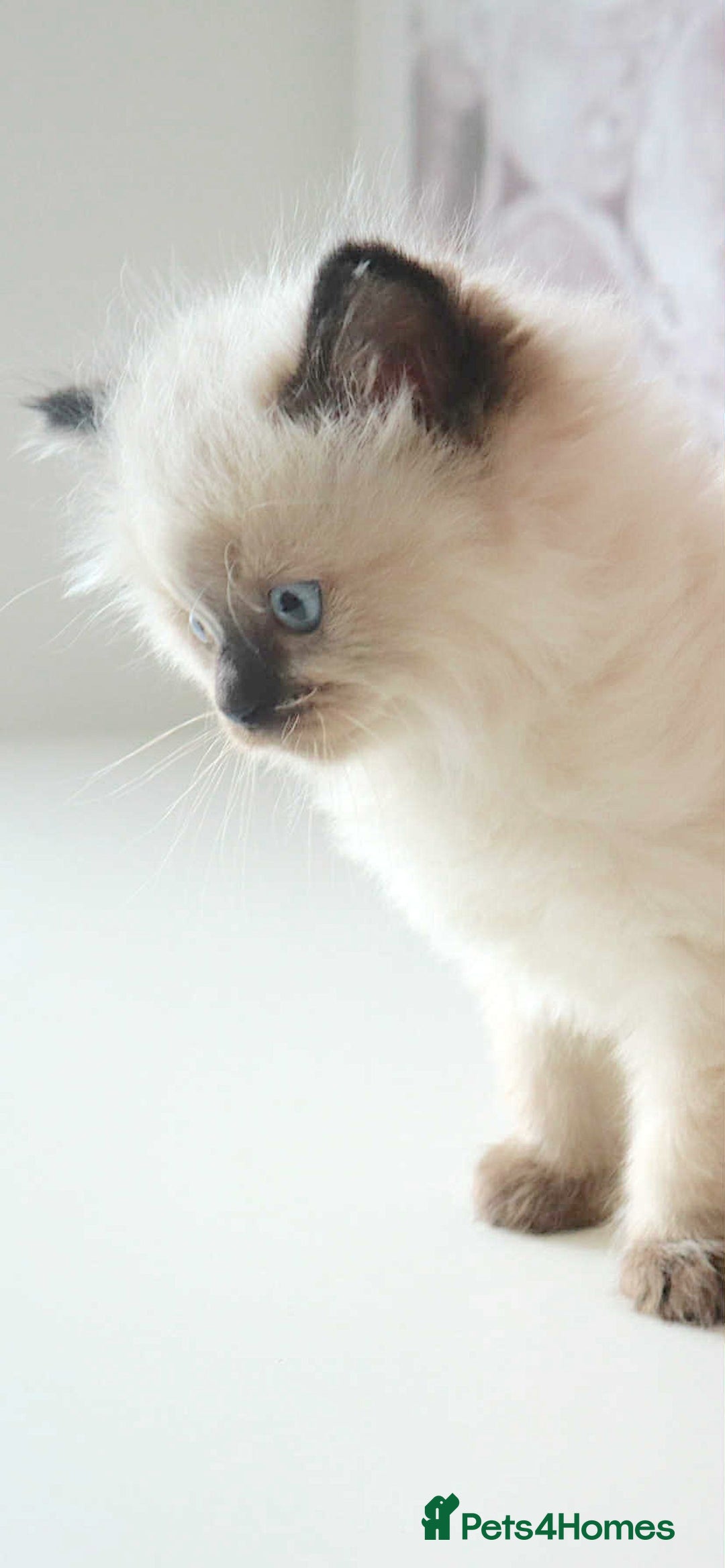 Ragdoll cats for sale: INDOOR FULL PEDIGREE RAGDOLL KITTENS - Image 9