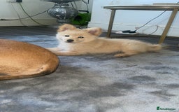 Pomchi dogs for sale: Beautiful Bert - Image 1
