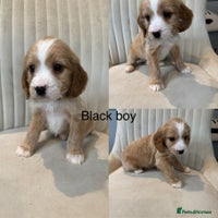 Cockapoo dogs - Advert 25