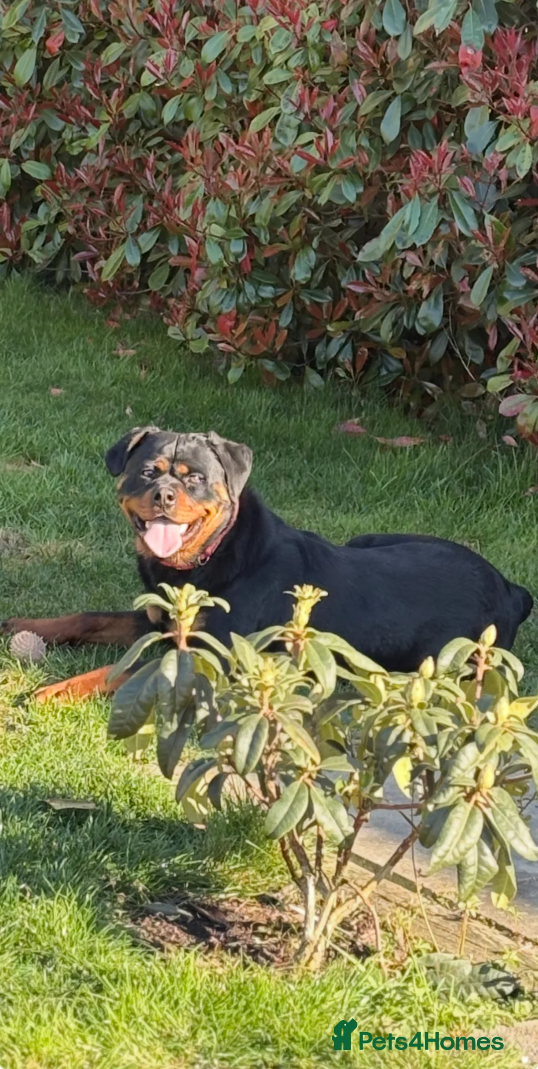Rottweiler dogs for sale: Rottweiler puppies in Tenterden - Advert 2