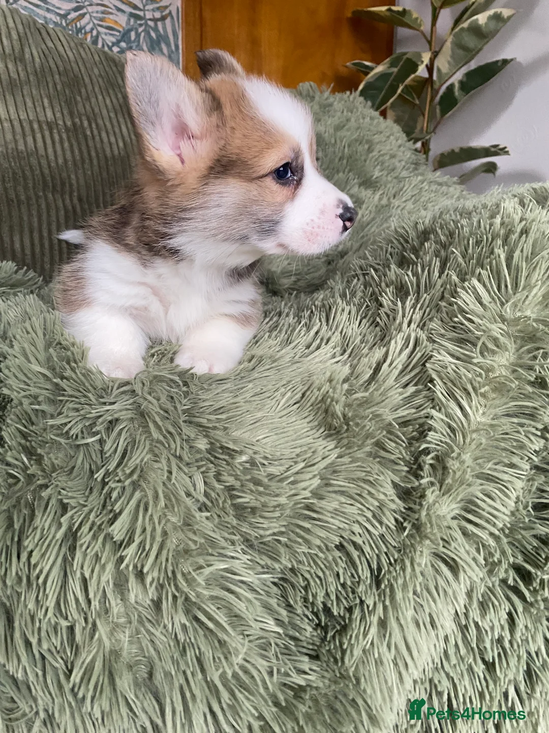 Welsh Corgi Pembroke dogs for sale: Pembroke Welsh corgi puppies  - Advert 11