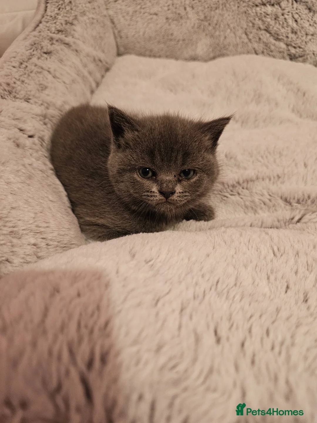British Shorthair cats for sale: ✨️🐈 Beautiful & Sweet British Shorthair Kittens✨️ - Advert 2