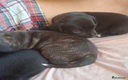 Mixed Breed dogs for sale: 2 boy 2 girls springer mixed with staff puppys - Image 11