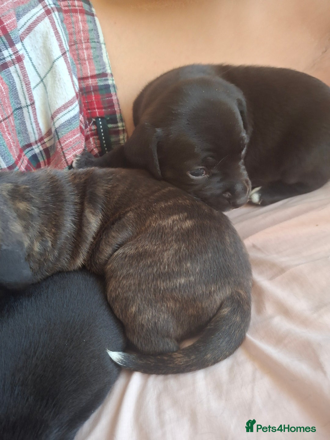 Mixed Breed dogs for sale: 2 boy 2 girls springer mixed with staff puppys - Image 11