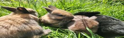 Mixed Breed rabbits for sale: Beautiful,healthy baby rabbits  - Advert 3
