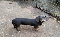 Miniature Dachshund dogs for sale: KC miniature Dachshund  - Advert 6