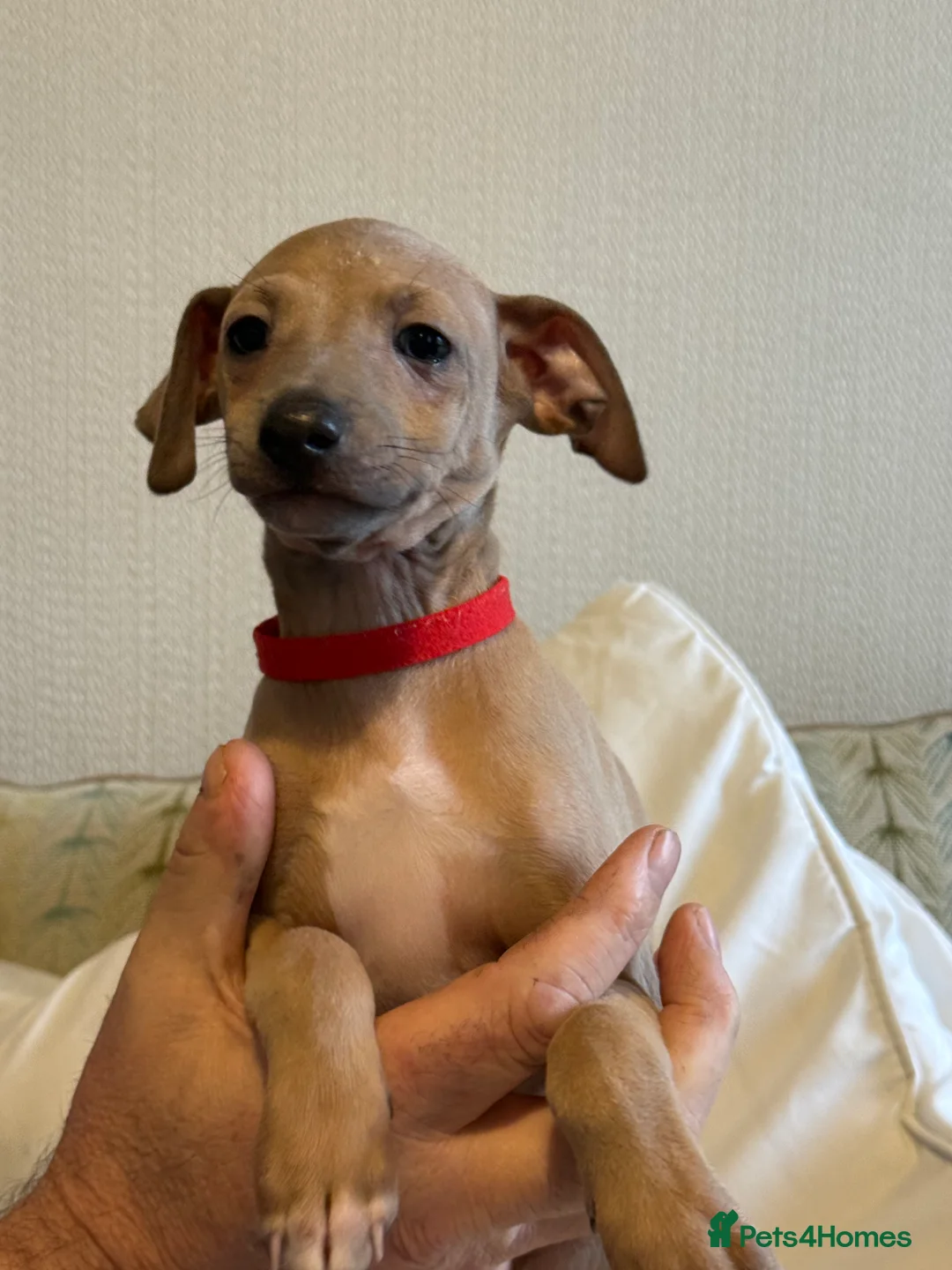 Italian Greyhound dogs for sale: KC Italian greyhound 4 boys available  - Advert 9