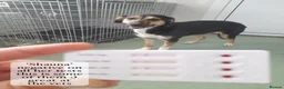 Mixed Breed dogs for adoption: Shauna, 6 months approx. Available for adoption. - Advert 7