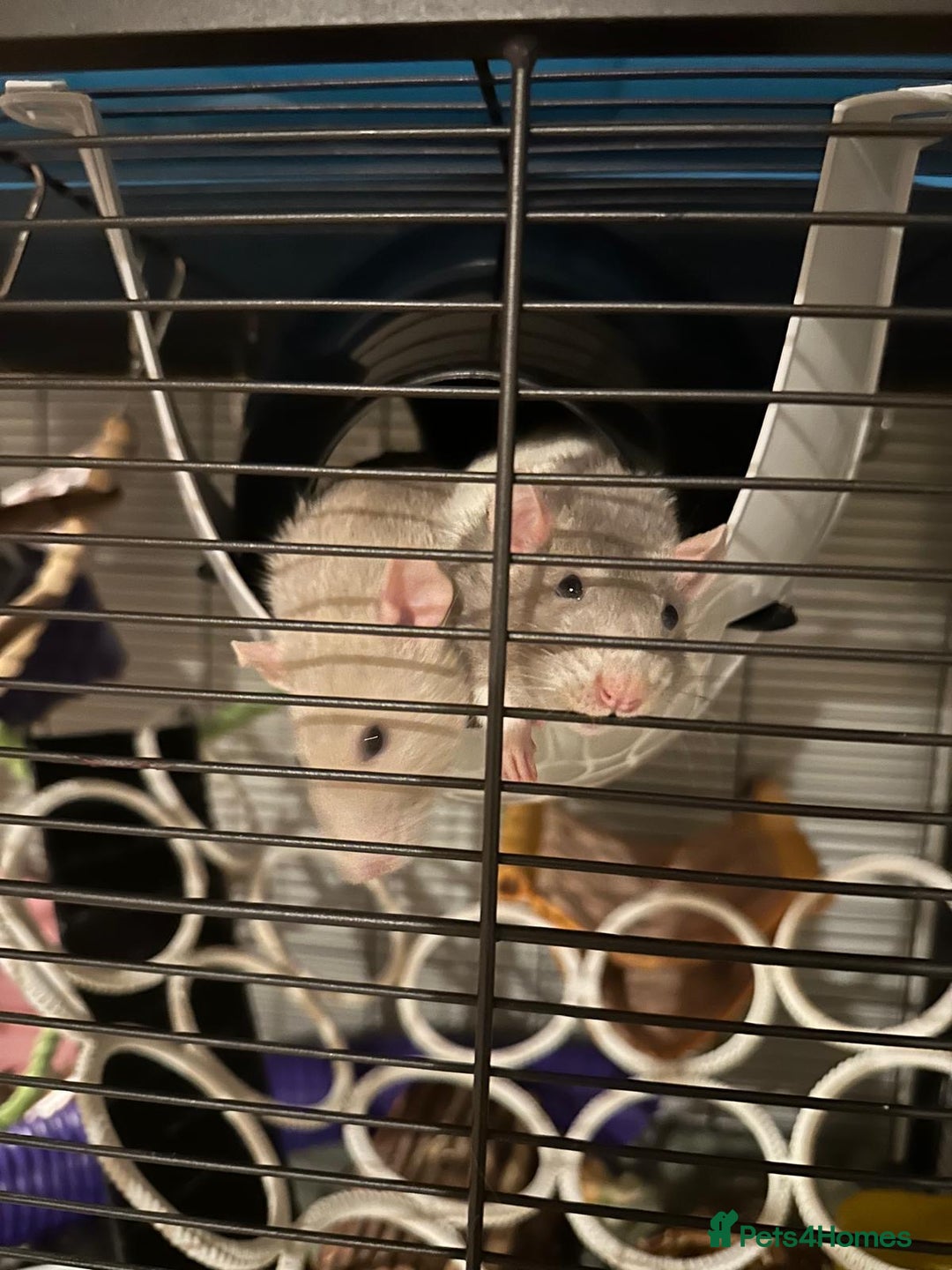 Rat rodents for sale: Two Pet Rats and Cage - Advert 2