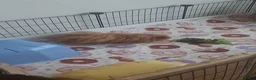 Guinea Pig rodents for sale: 2 Lunkarya guineas with cage and accessories  - Advert 7