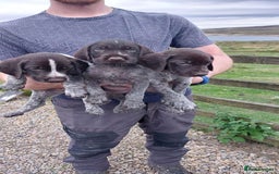 German Wirehaired Pointer dogs for sale: German Wirehaired Puppies 3Dogs READY NOW  in Consett - Image 2