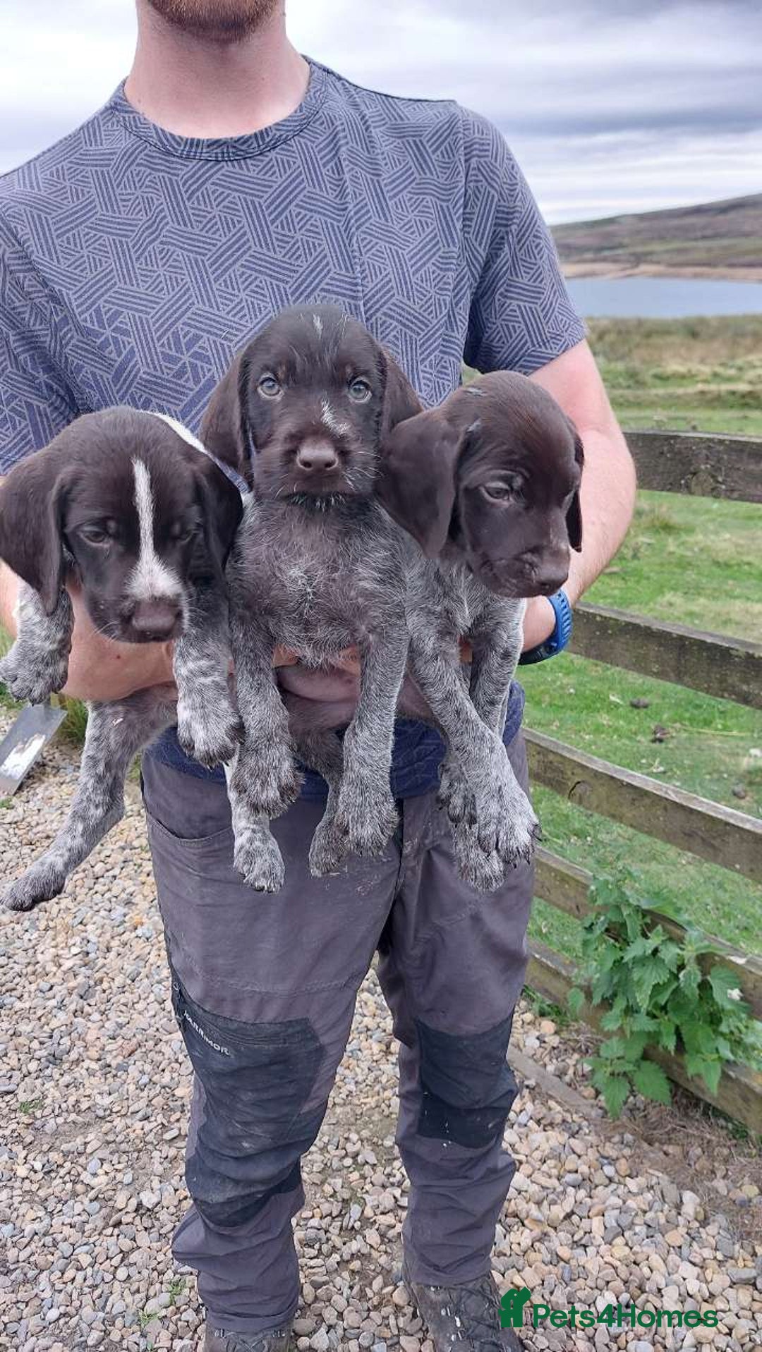 German Wirehaired Pointer dogs for sale: German Wirehaired Puppies 3Dogs READY NOW  in Consett - Image 2