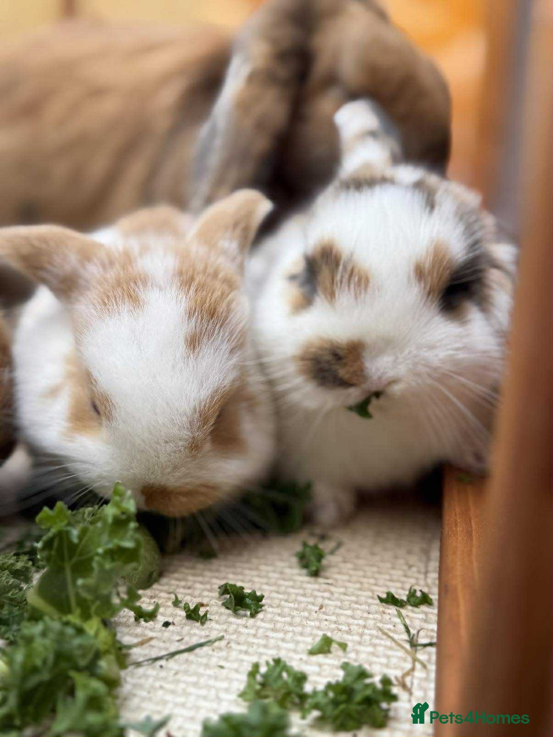 Mixed Breed rabbits for sale: *All Rabbits Pending Sale* - Advert 14