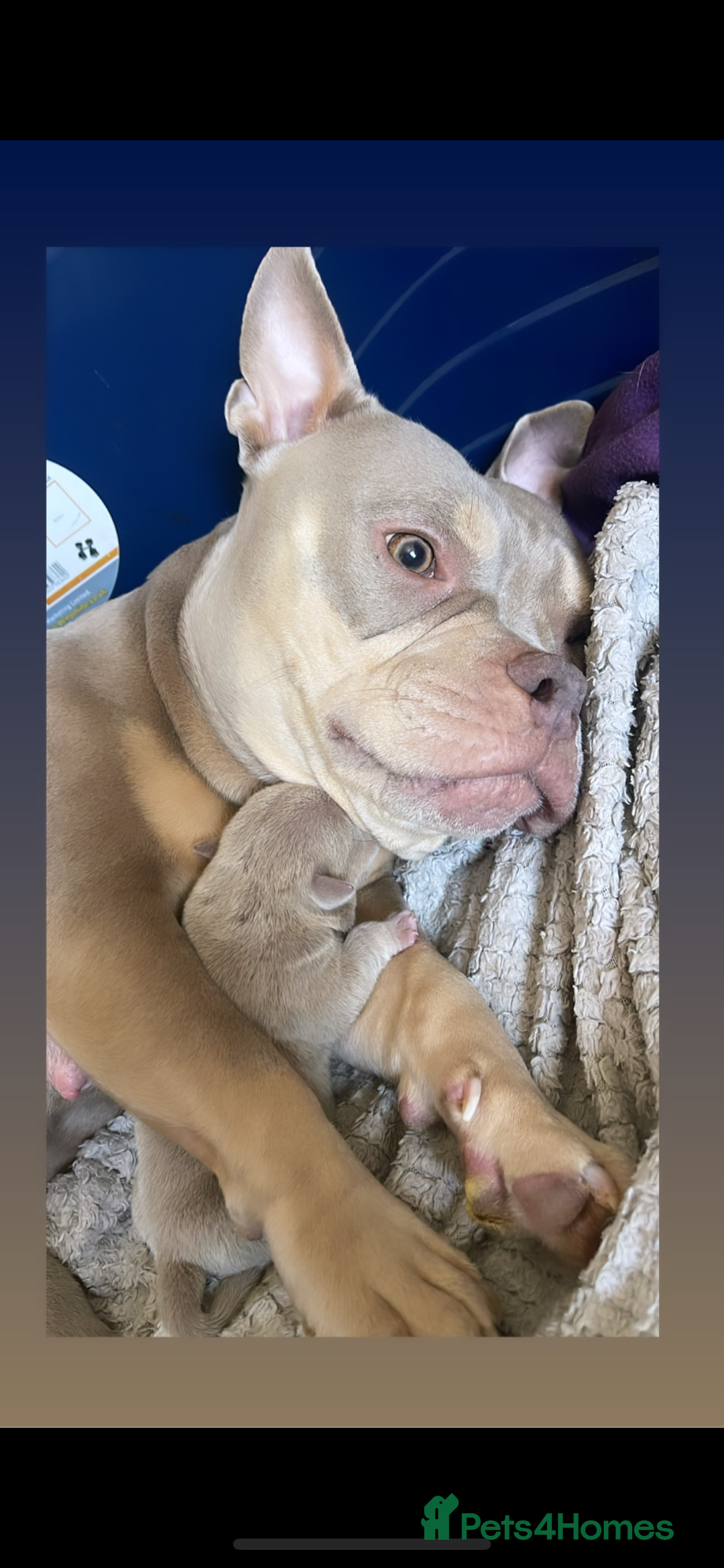 American Bully dogs for sale: 🦍🩸cowboy🤠- micro bully’s for sale  - Image 14