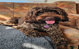 Cockapoo dogs for sale: F1b Cockapoo Puppies - Image 9