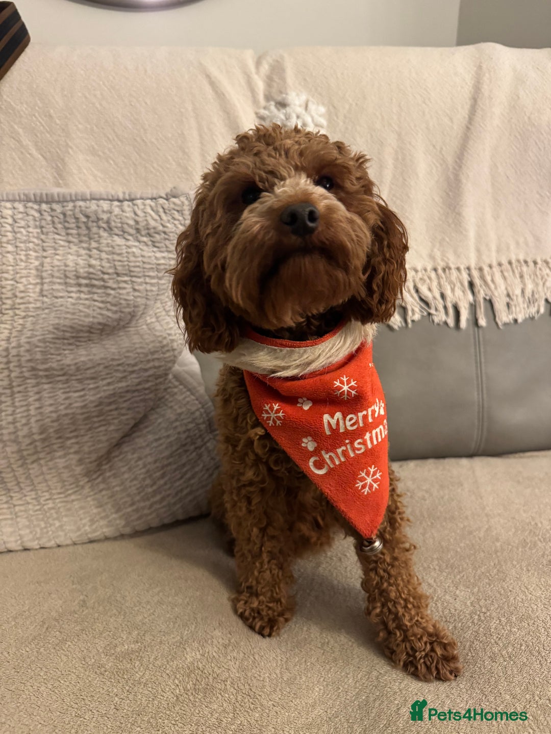 Miniature Poodle dogs for stud: Miniature Poodle Stud  - Advert 3