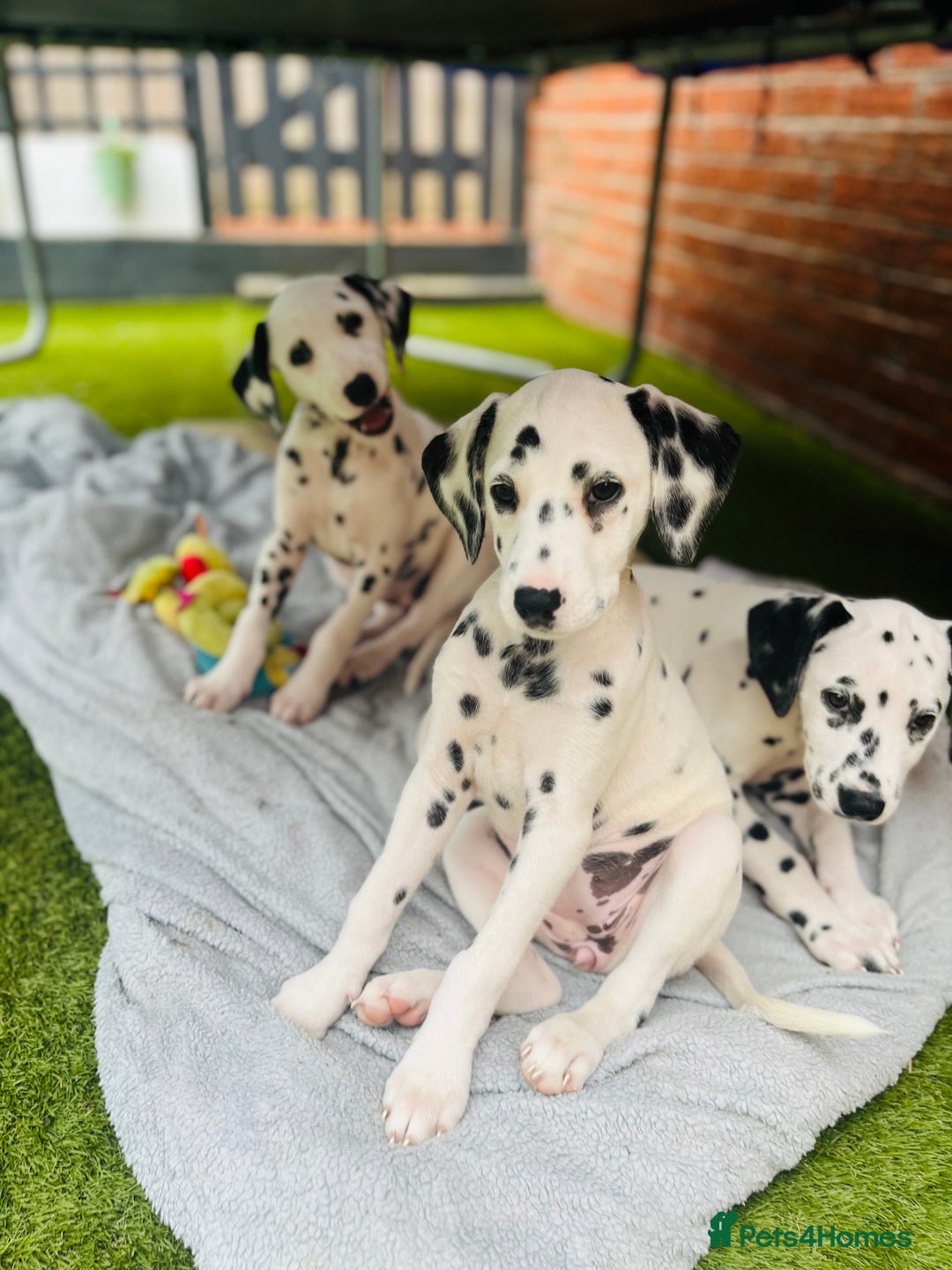 Dalmatian dogs for sale: *Ready for loving homes now* Dalmatian puppies - Image 4