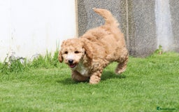 Cockapoo dogs for sale: Beautiful Cockapoo puppies for sale - Image 6