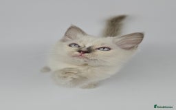 Ragdoll cats for sale: 🤍 STUNNING GCCF REGISTERED RAGDOLL KITTENS 🤍🤍 - Image 16