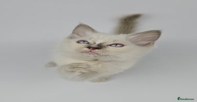 Ragdoll cats - Advert 2