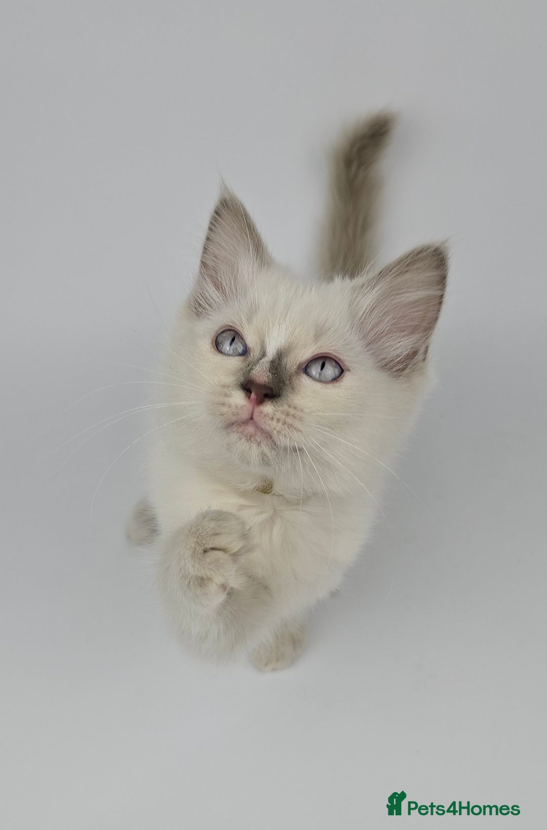 Ragdoll cats for sale: 🤍 STUNNING GCCF REGISTERED RAGDOLL KITTENS 🤍🤍 - Image 16