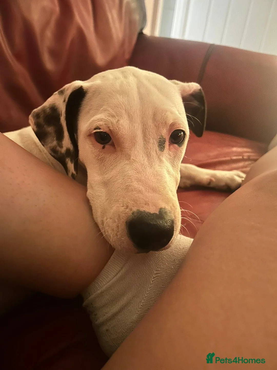 Mixed Breed dogs for sale: This is Bella  - Advert 2