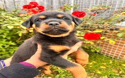 Rottweiler dogs for sale: 2 quality Rottweiler puppies  - Image 5