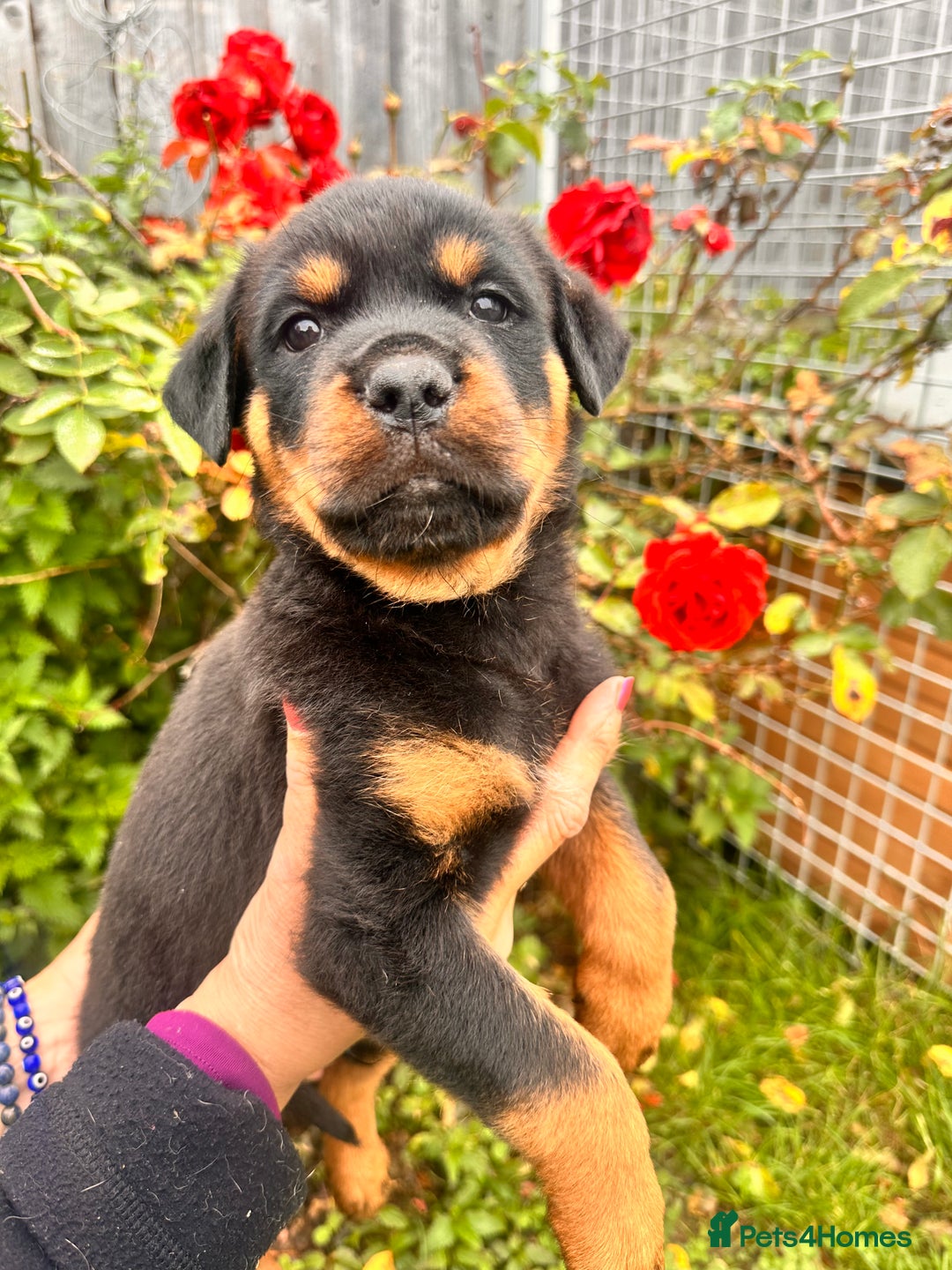 Rottweiler dogs for sale: 2 quality Rottweiler puppies  - Image 5