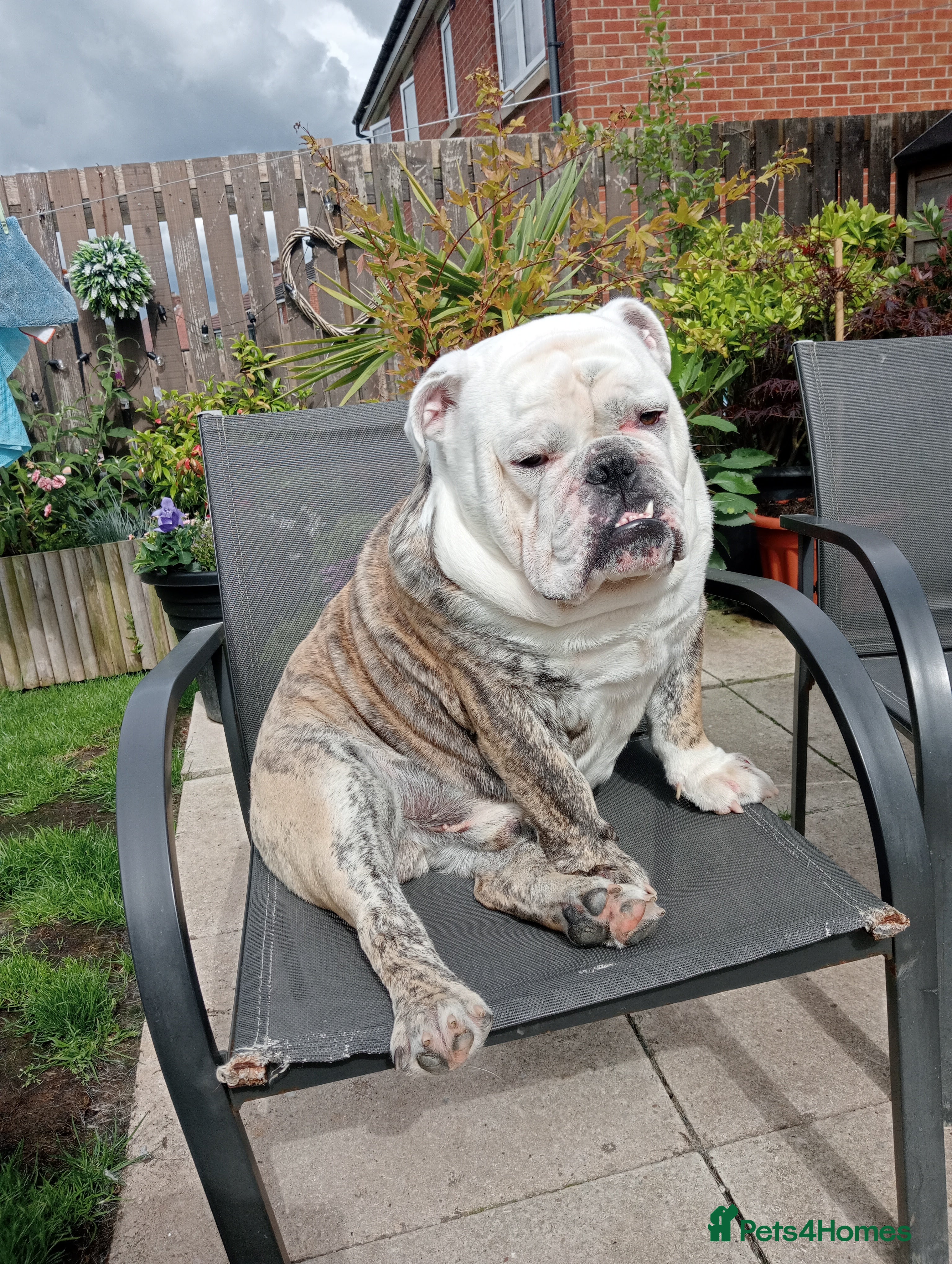 English Bulldog dogs For Stud: Alfie (Trindle) PROVEN in Brighouse - Advert 12