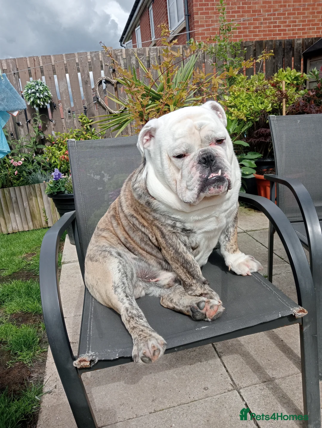 English Bulldog dogs for stud: For Stud: Alfie (Trindle) PROVEN in Brighouse - Advert 1