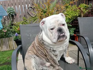 English Bulldog dogs For Stud: Alfie (Trindle) PROVEN in Brighouse - Advert 12