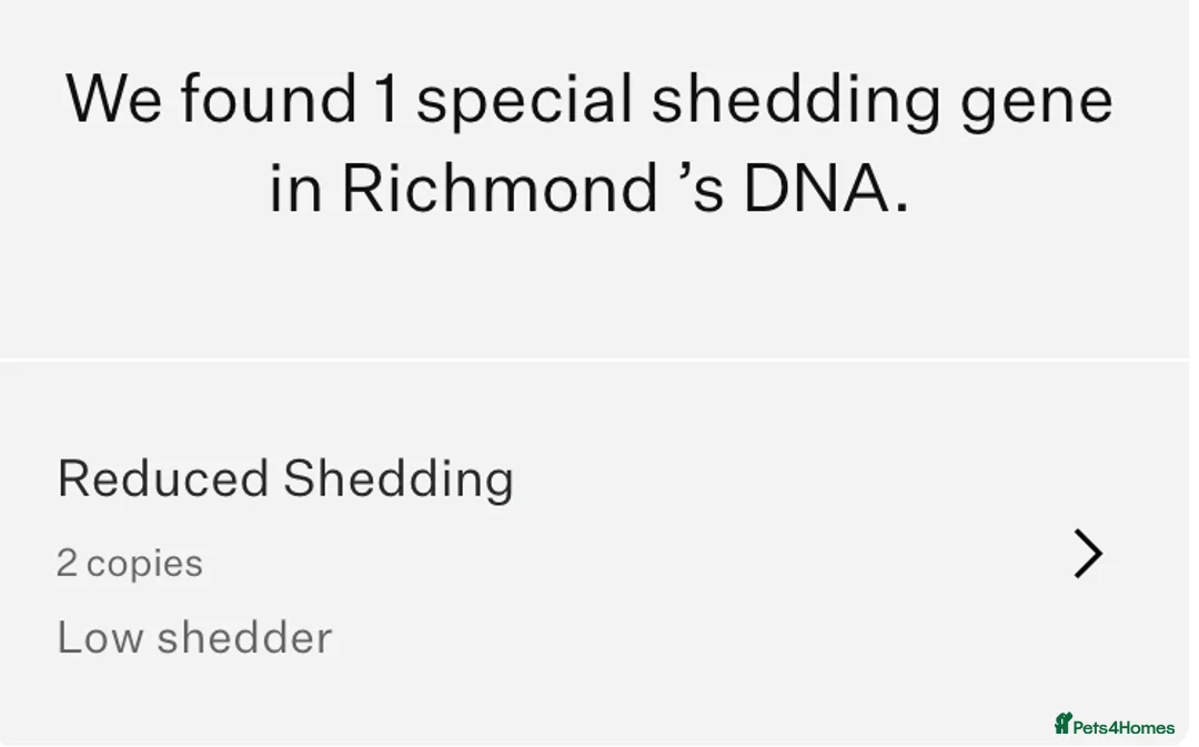 Miniature Dachshund dogs for stud: Richmond the sausage -KC Reg-DNA tested,Proven in Pentre - Advert 17