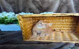 British Shorthair cats for sale: Tica reg 🌈 10colours British shorthair kittens  - Image 15