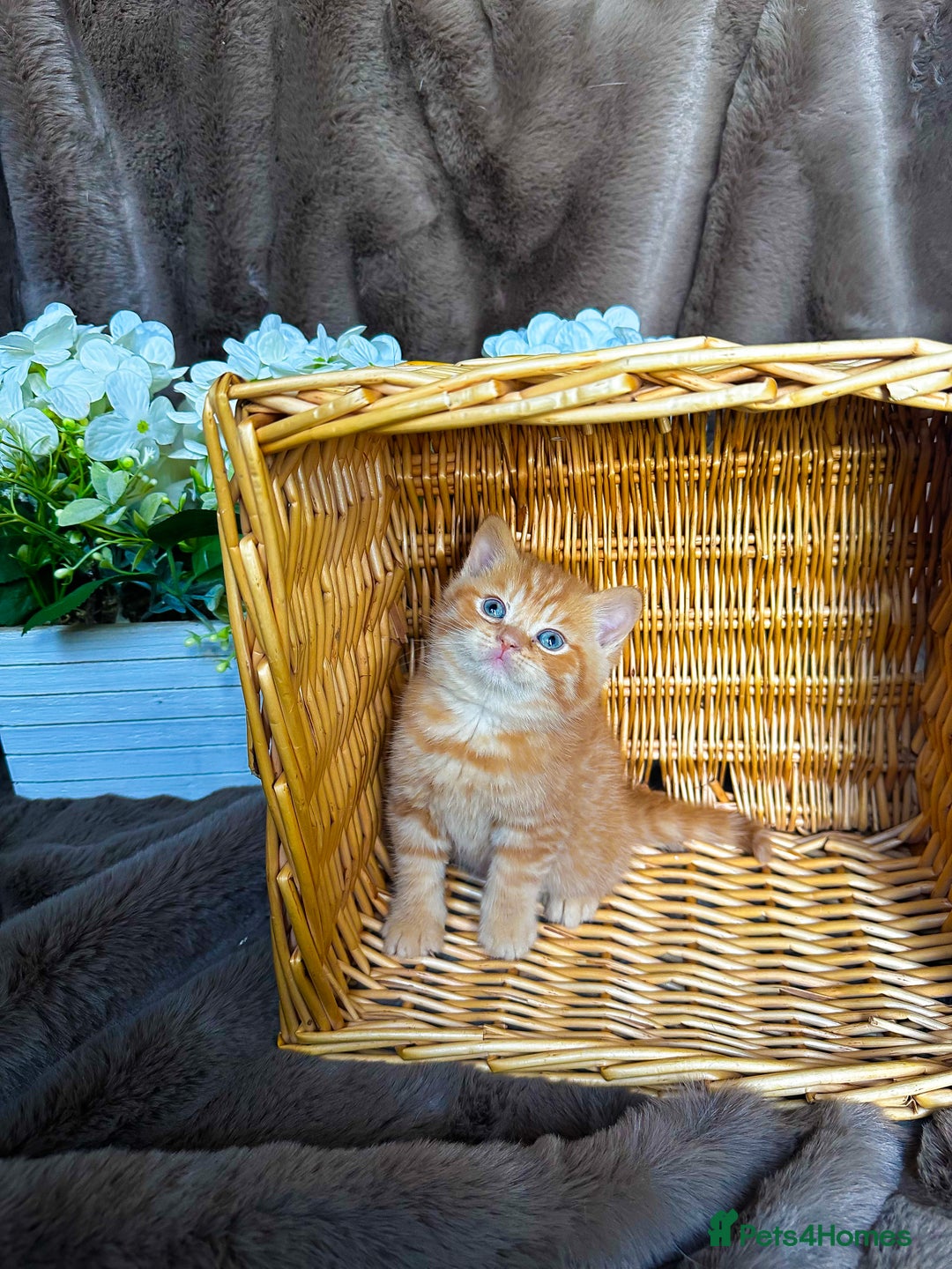 British Shorthair cats for sale: Tica reg 🌈 10colours British shorthair kittens  - Image 15