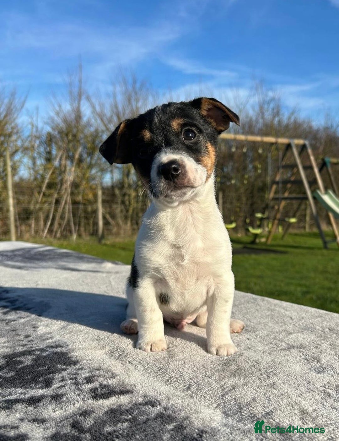 Jack Russell dogs for sale: Jack Russell Puppies - Advert 2