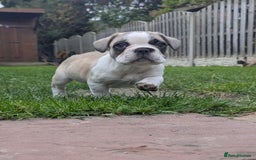 French Bulldog dogs for sale: REDUCED One Gorgeous Boy Frenchie left🐾 - Image 10