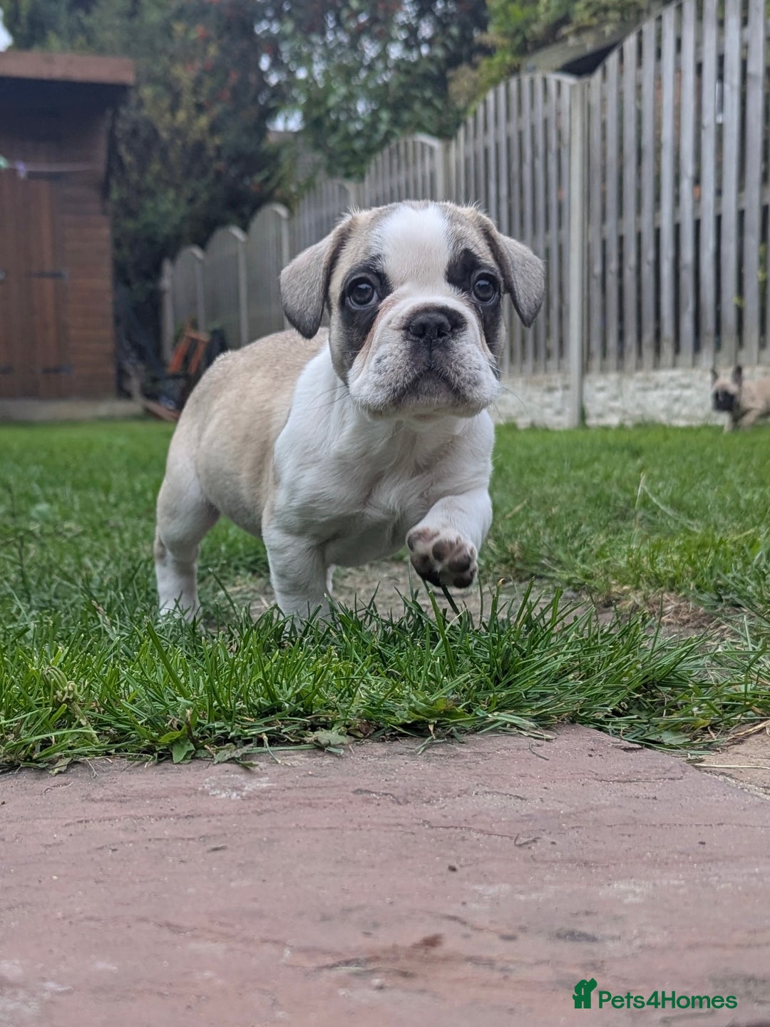 French Bulldog dogs for sale: REDUCED One Gorgeous Boy Frenchie left🐾 - Image 10