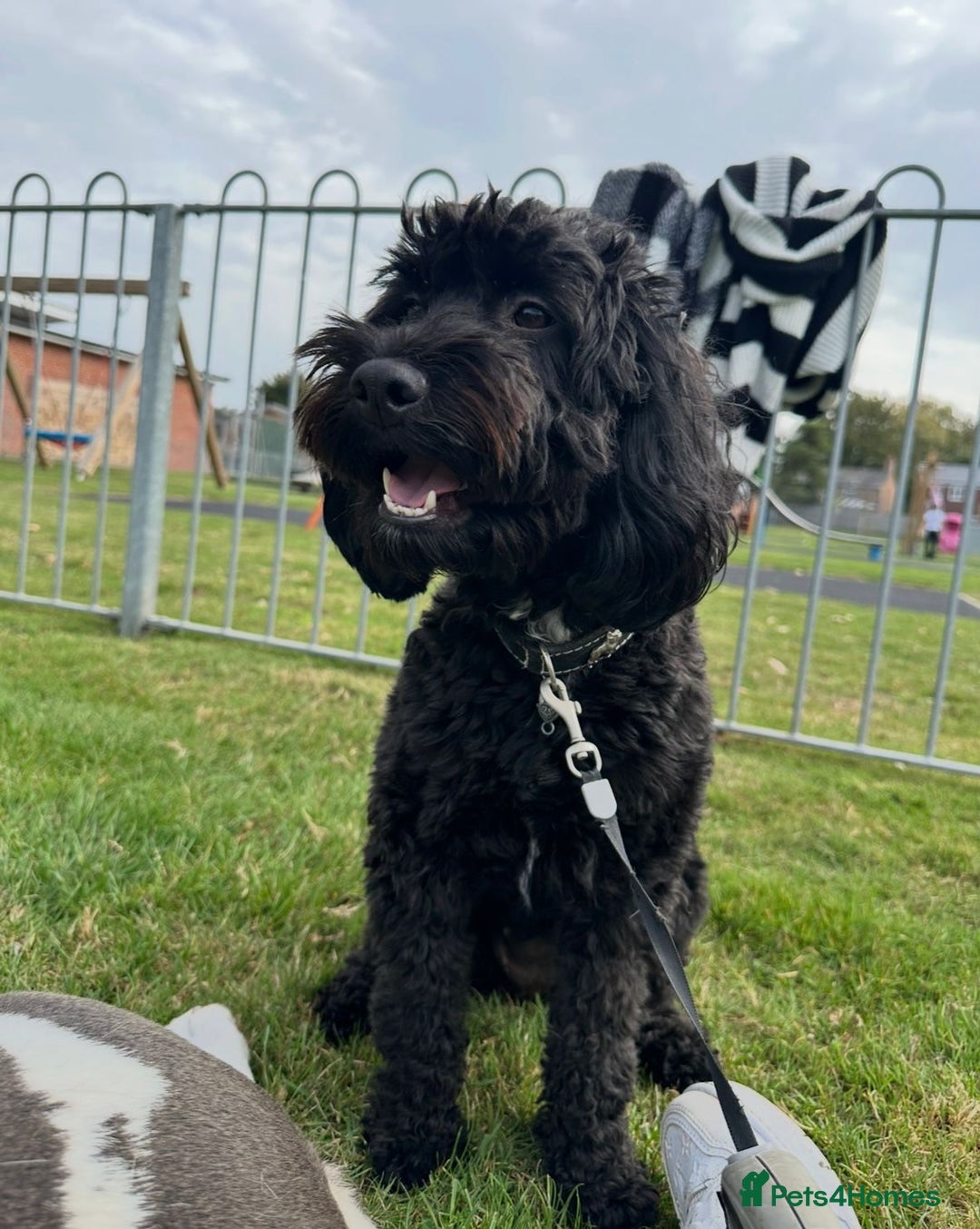 Cockapoo dogs for sale: Stunning f1b cockapoo's for sale  - Image 2