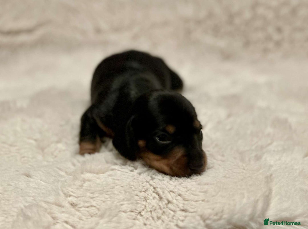 Miniature Dachshund dogs for sale: Short Haired Miniature Dachshunds - Image 16