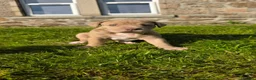 Mixed Breed dogs for sale: 2 female Daniff Puppies READY NOW - Advert 19