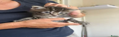 Boy kitten stripey 