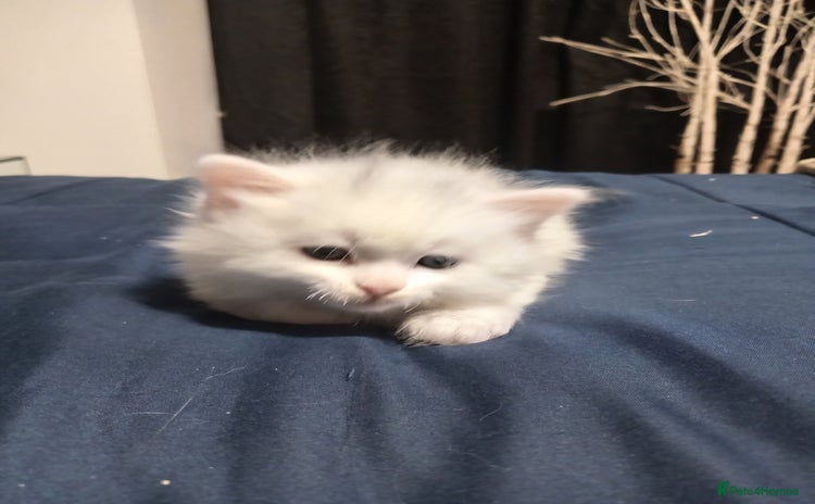 Mixed Breed cats - Advert 2