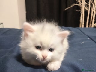 Mixed Breed cats Short hair white kitten for sale she is beautiful - Advert 3