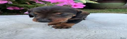 Dachshund dogs for sale: Standard wire haired dapple dachshund  in Worcester - Advert 13